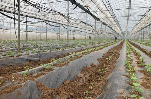 大棚經(jīng)濟助推鄉(xiāng)村振興 宣威來賓街道農(nóng)產(chǎn)品種植發(fā)展新篇章