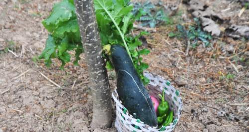 農(nóng)民種植的農(nóng)產(chǎn)品頻遭“偷菜團”光顧的原因與預(yù)防策略