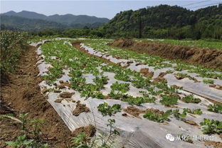 萬畝農(nóng)田種養(yǎng)及加工產(chǎn)業(yè)基地落戶呂田鎮(zhèn)，推動優(yōu)質(zhì)農(nóng)產(chǎn)品直通餐桌