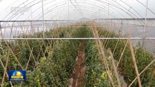 大山深處的牽掛 農(nóng)產(chǎn)品種植與人民情懷