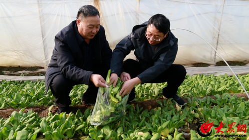 鄒平市農(nóng)業(yè)農(nóng)村局扎實開展農(nóng)產(chǎn)品生產(chǎn)經(jīng)營主體大檢查 筑牢農(nóng)產(chǎn)品質(zhì)量安全屏障