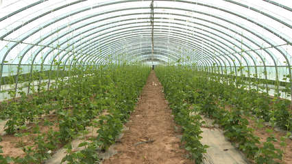 王鳳瑞帶隊調(diào)研廣靈黃花產(chǎn)業(yè)及設(shè)施農(nóng)業(yè)，關(guān)注水產(chǎn)養(yǎng)殖發(fā)展