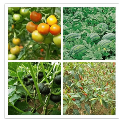 雙柏縣河口河流域鄉(xiāng)村振興示范區(qū) 高原特色現(xiàn)代農(nóng)業(yè)的農(nóng)產(chǎn)品種植實踐