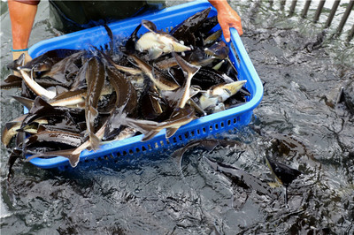 好山好水養(yǎng)好魚——安順推動生態(tài)漁業(yè)高質(zhì)量發(fā)展調(diào)查