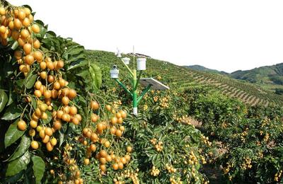 農產品不愁銷，訂單農業來支招