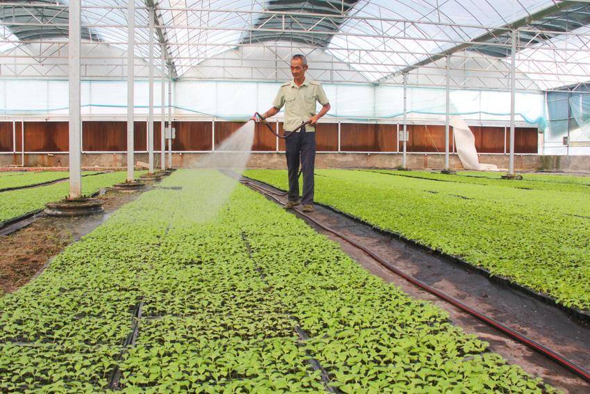 小菜苗“育”出大產(chǎn)業(yè) 水產(chǎn)養(yǎng)殖的綠色革命