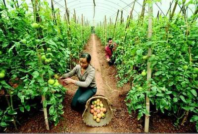 創(chuàng)意農(nóng)業(yè)丨農(nóng)產(chǎn)品銷售為何難？市場(chǎng)三大變革下的突圍之道