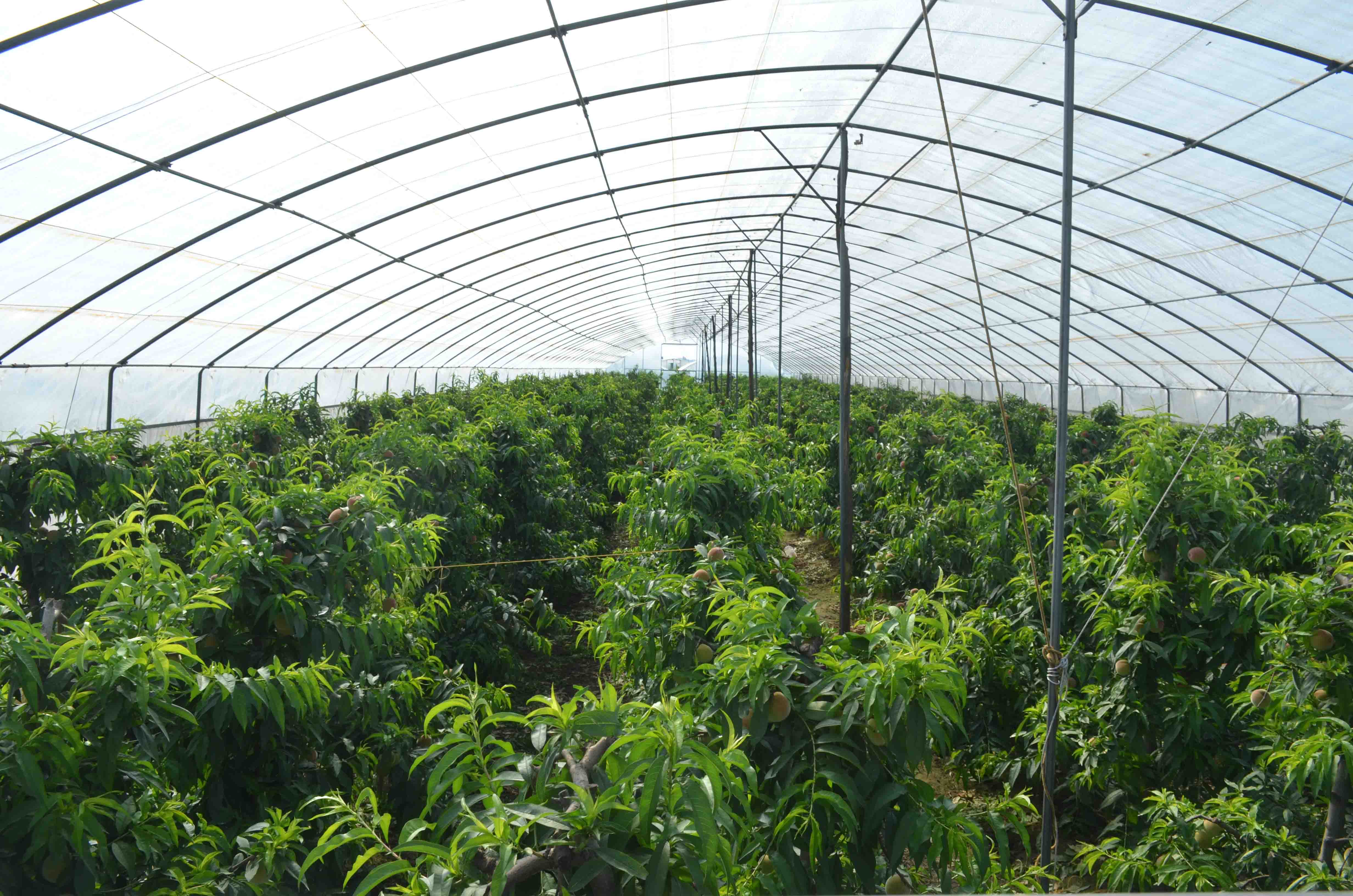 陜西周至 大棚桃香飄四方，特色種植激活鄉(xiāng)村經(jīng)濟(jì)新引擎