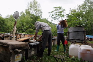 電商扶貧 京東如何撬動(dòng)饒河黑蜂蜂蜜產(chǎn)業(yè)，賦能農(nóng)產(chǎn)品上行