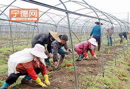 周寧實(shí)踐 土地流轉(zhuǎn)激活特色農(nóng)業(yè)與水產(chǎn)養(yǎng)殖，鋪就農(nóng)民增收新路徑